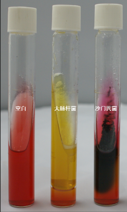 VRBA內(nèi)的紅色小菌落，有可能是沙門氏菌？