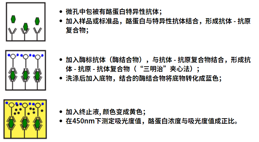 牛奶酪蛋白的檢測 牛奶酪蛋白的檢測