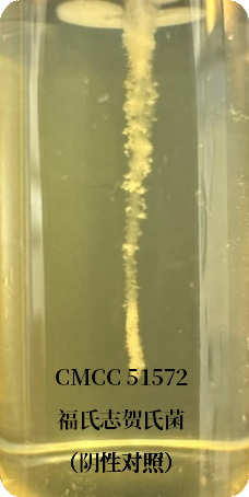 誰是芽胞桿菌中的“運(yùn)動(dòng)健將”? 誰是芽胞桿菌中的“運(yùn)動(dòng)健將”?