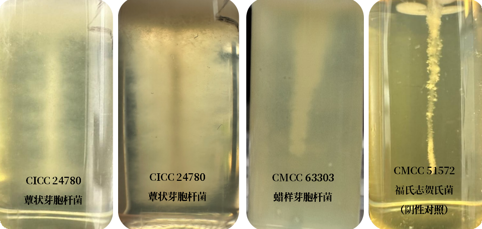 誰是芽胞桿菌中的“運(yùn)動(dòng)健將”? 誰是芽胞桿菌中的“運(yùn)動(dòng)健將”?