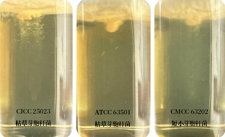誰是芽胞桿菌中的“運(yùn)動(dòng)健將”? 誰是芽胞桿菌中的“運(yùn)動(dòng)健將”?