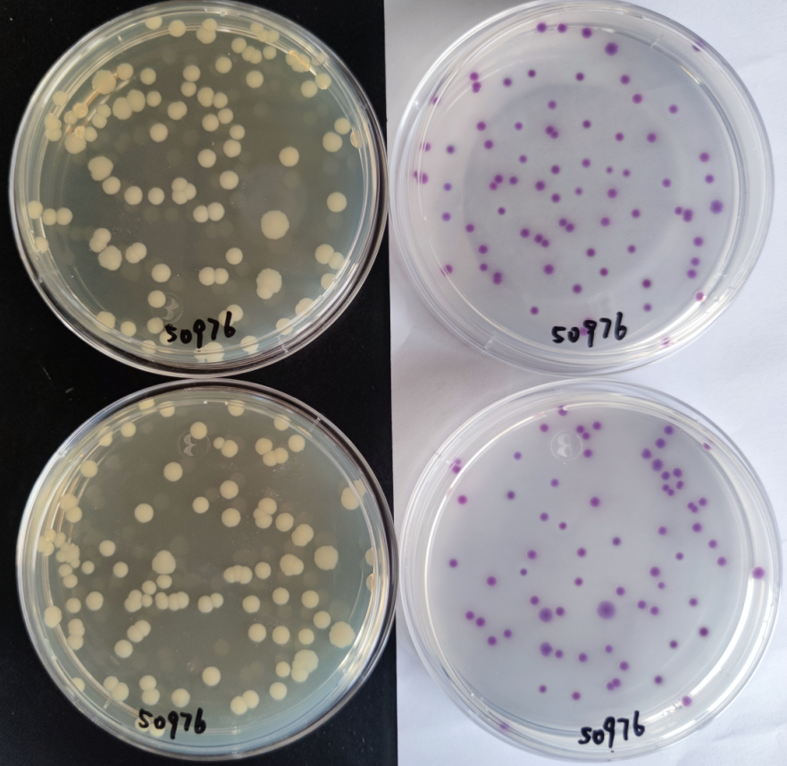 沙門檢測新助手—沙門氏+顯色培養基 沙門檢測新助手—沙門氏+顯色培養基