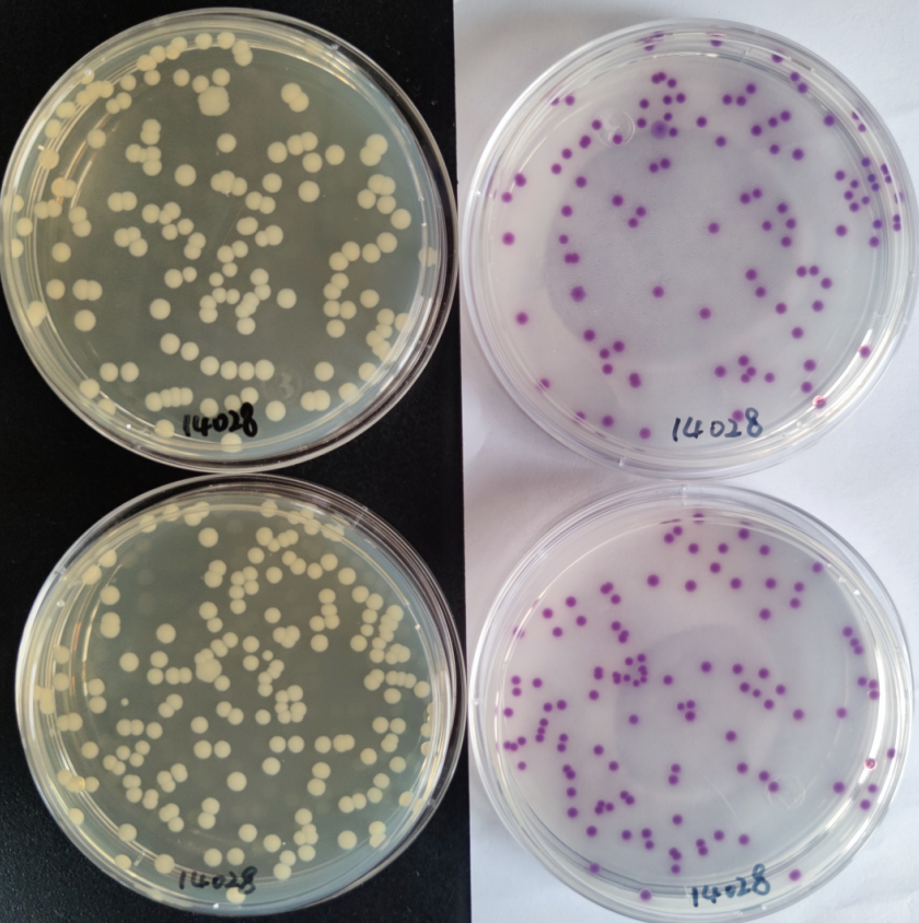 沙門檢測新助手—沙門氏+顯色培養基 沙門檢測新助手—沙門氏+顯色培養基
