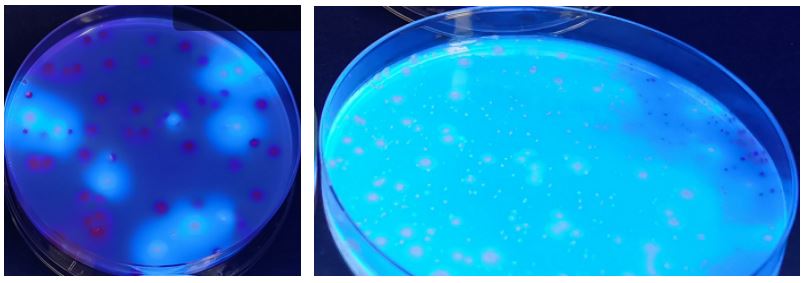 GB 4789.38－2025《食品安全國家標準　食品微生物學檢驗　大腸埃希氏菌計數》解讀
