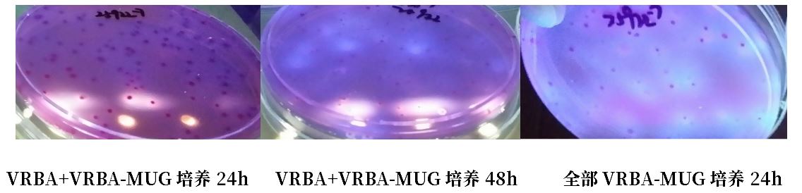 GB 4789.38－2025《食品安全國家標準　食品微生物學檢驗　大腸埃希氏菌計數》解讀