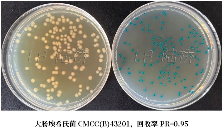 GB 4789.38－2025《食品安全國家標準　食品微生物學檢驗　大腸埃希氏菌計數》解讀