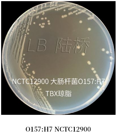 GB 4789.38－2025《食品安全國家標準　食品微生物學檢驗　大腸埃希氏菌計數》解讀