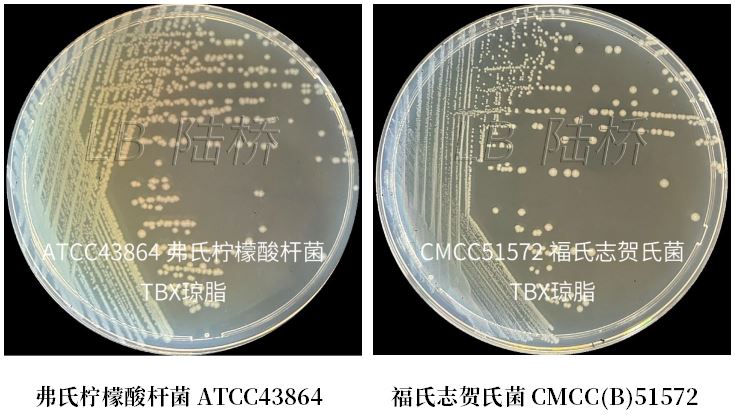 GB 4789.38－2025《食品安全國家標準　食品微生物學檢驗　大腸埃希氏菌計數》解讀