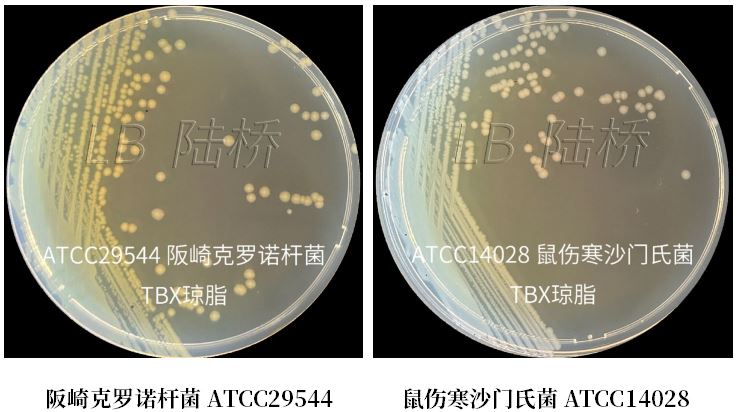 GB 4789.38－2025《食品安全國家標準　食品微生物學檢驗　大腸埃希氏菌計數》解讀