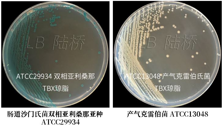 GB 4789.38－2025《食品安全國家標準　食品微生物學檢驗　大腸埃希氏菌計數》解讀