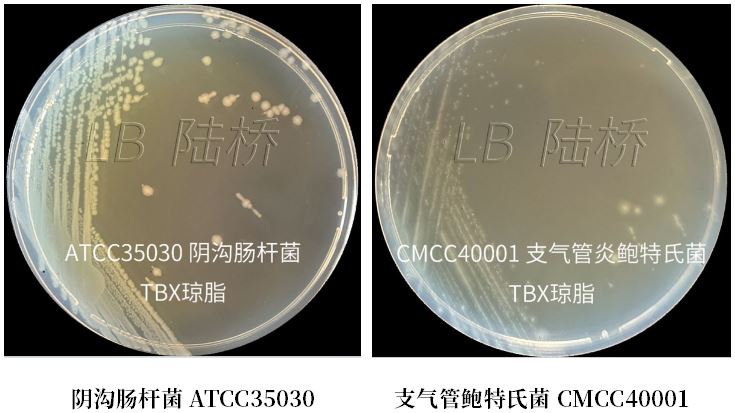 GB 4789.38－2025《食品安全國家標準　食品微生物學檢驗　大腸埃希氏菌計數》解讀