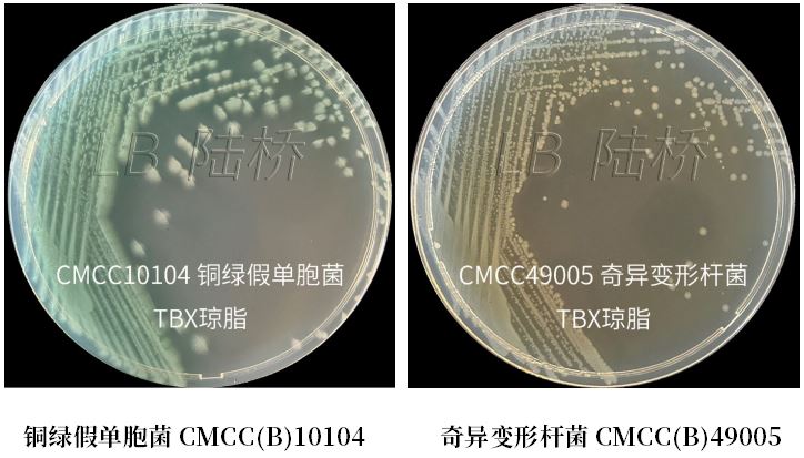 GB 4789.38－2025《食品安全國家標準　食品微生物學檢驗　大腸埃希氏菌計數》解讀