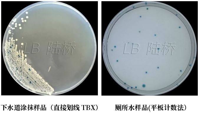GB 4789.38－2025《食品安全國家標準　食品微生物學檢驗　大腸埃希氏菌計數》解讀
