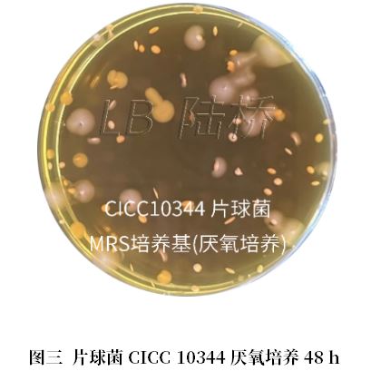 乳酸菌檢驗(yàn)新角色——片球菌屬與魏茨曼氏菌屬