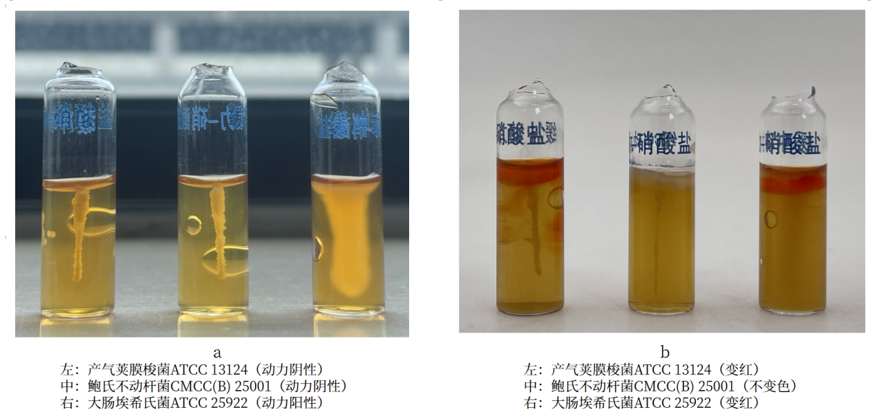 細菌生化實驗之硝酸鹽還原實驗解析 細菌生化實驗之硝酸鹽還原實驗解析